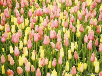 Tulip Wallpaper