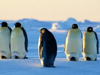 Emperor Penguin Wallpaper X Net