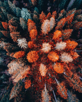 Cozy Autumn Foliage Aesthetic Aerial Wallpaper