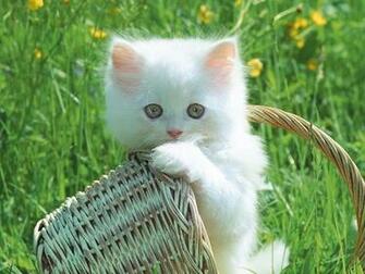 Cat Cats Parrots And Butterflies Wallpaper