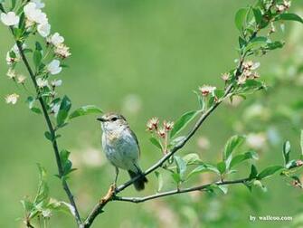 Lovely Birds Wallpaper Bird In Spring Vol No