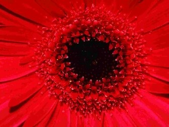 Gerbera Daisy Wallpaper Flowers Nature Collection
