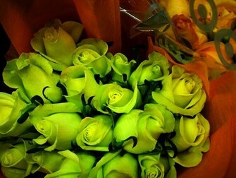 Green Rose Flowers Flower HD Wallpaper Image Pictures Tattoos