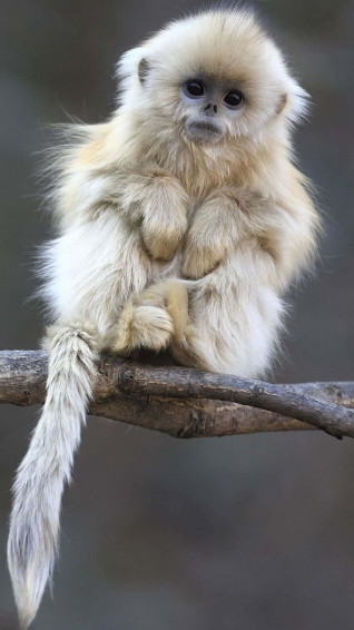 A Monkey With New iPhone Wallpaper