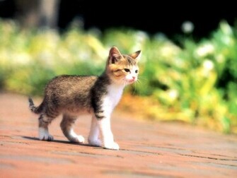 Kitten Desktop Flowers Wallpaper