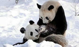 Cute Panda Bears HD Wallpaper Desktop