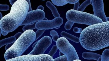 Microorganisms Android Wallpaper