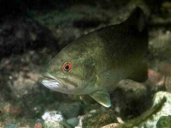 Bass Micropterus Salmoides Smallmouth M Dolomieu And Spotted