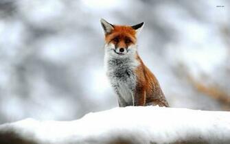 Cute Fox Wallpaper Animal