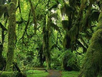 Wallpaper Hall Of Mosses Trail In The Hoh Rainforest Photo Pictures