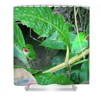 Jamaican Toadies Shower Curtain By Carey Chen