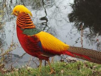 Golden Pheasant Birds HD Wallpaper Angelic Hugs