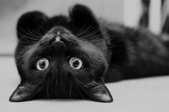 Black Cat Wallpaper