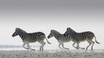 Zebra Wallpaper X Net