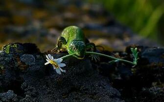 Animals Wild Others Reptiles Frogs Lizard Wallpaper