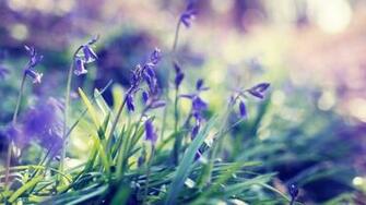 Purple Spring Flowers Desktop Pc And Mac Wallpaper