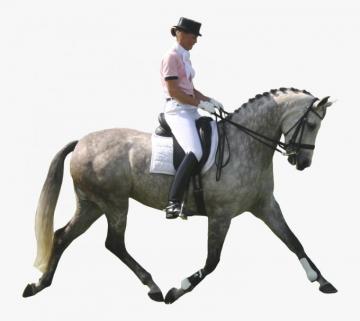 Dressage Horse Png White Background Transparent