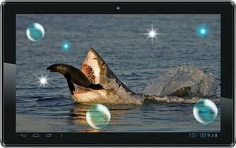 All About Shark Sea Killer Livewallpaper For Android Videos