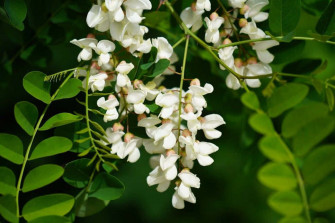 Black Locust Wallpaper