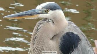 Great Blue Heron Closeup Wallpaper Image