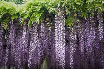 Beard Of Wisteria Wallpaper
