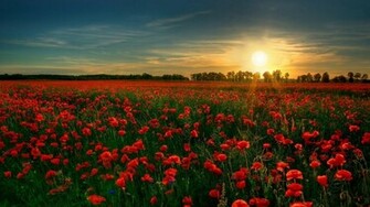 Rose Flower Garden Photos HD Wallpaper Of