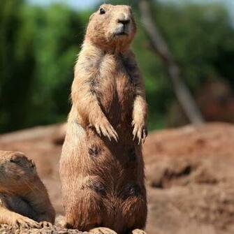 Groundhog Day Wallpaper Image