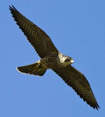Peregrine Falcon Wallpaper X HD Res