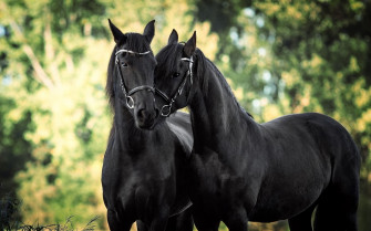 Beautiful Black Horses HD Desktop Wallpaper