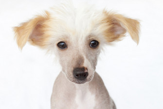 Hairless Chinese Crested Puppy Trendy Wall Mural Photowall