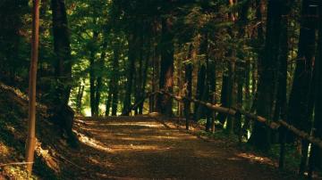 Gorgeous Woods Wallpaper Nature