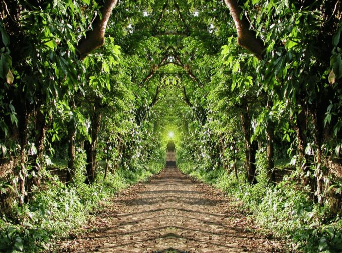 In Jungle Wild Animal Wallpaper 1080p Widescreen HD Picture