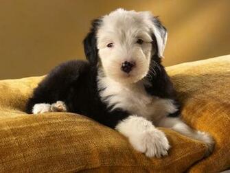 Old English Sheepdog Baby Wallpaper