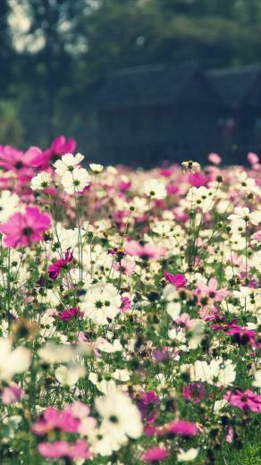 Floral iPhone Plus Wallpaper For A Sunny Spring Preppy