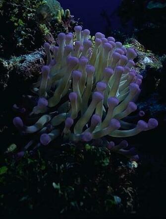 Background Anemone Wallpaper iPad Coral Reef Tube Shaped