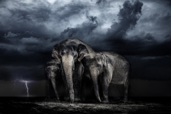 Elephant Wallpaper HD 4k