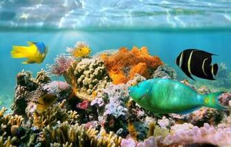 Wallpaper Tropical Coral Reef Underwater Ocean Fishes