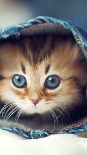 Sleepy Kitten Wallpaper iPhone