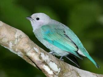 Wallpaper Beautiful Bird Flying Desktop