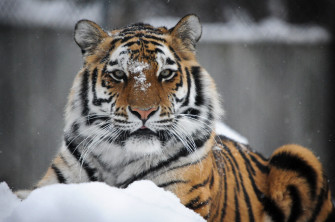 Tiger HD Wallpaper 4k