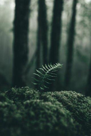 Mmmmmmm Ideas In Nature Aesthetic Scenery Dark