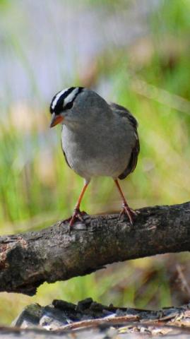 Cute Sparrow Bird Wallpaper HD Mobile Desktop