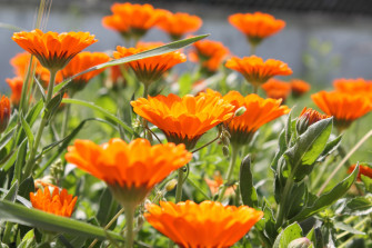 Nature Orange Flowers Wallpaper HD