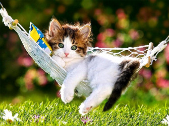 Beautiful Kitten Wallpaper On