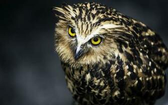Owl Face Feathers Eyes Predator Bird Wallpaper