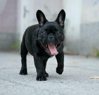 French Bulldog HD Wallpaper