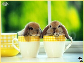 Rabbit Background