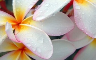 Plumeria Wallpaper