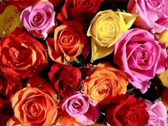 Pictures Of Different Color Roses HD Wallpaper Lovely