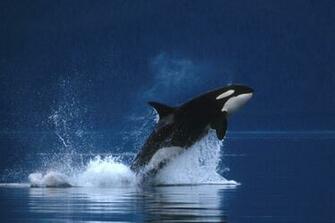Orca Whale Wallpaper Pictures To